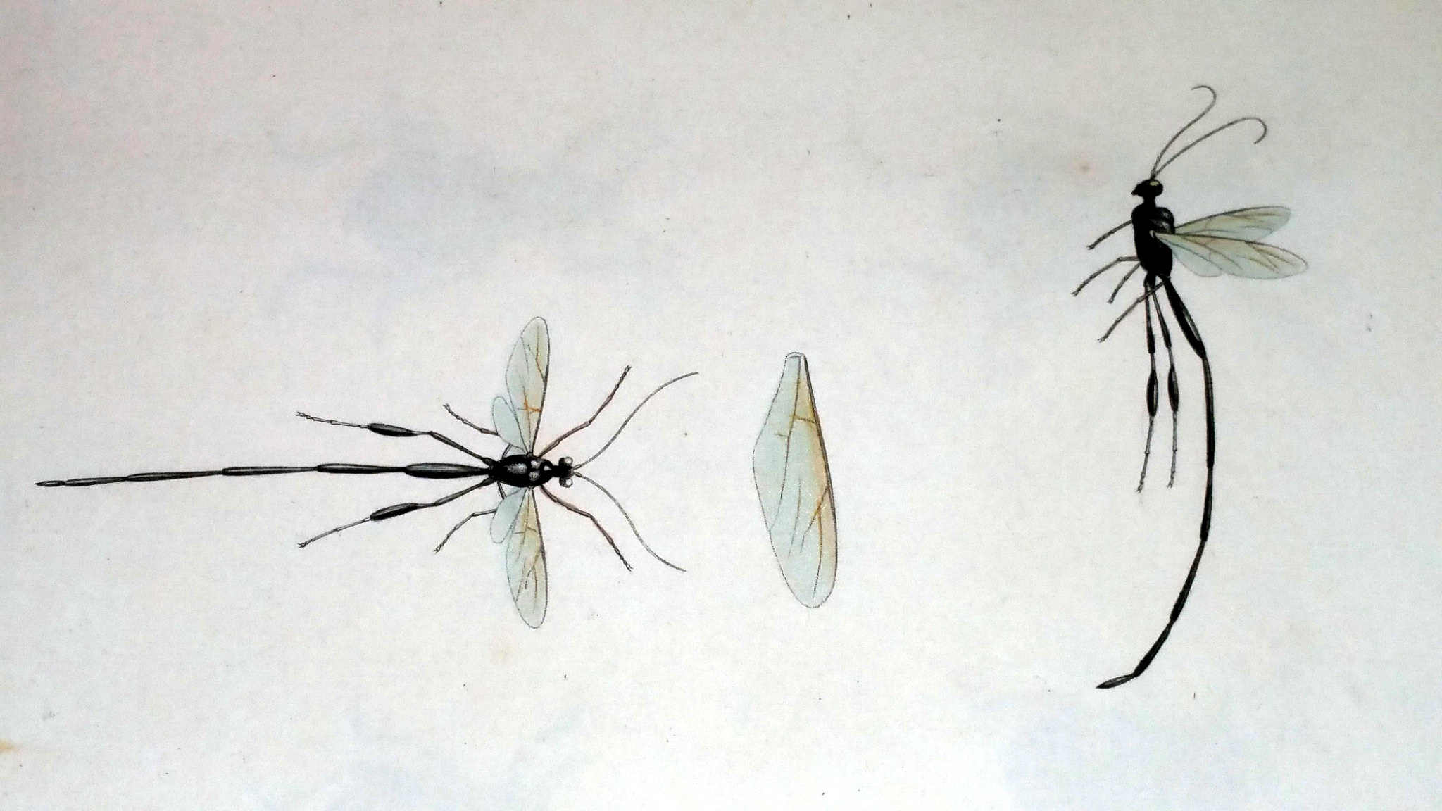Image for The Complete Writings of Thomas Say on the Entomology of North America (Two Volumes)