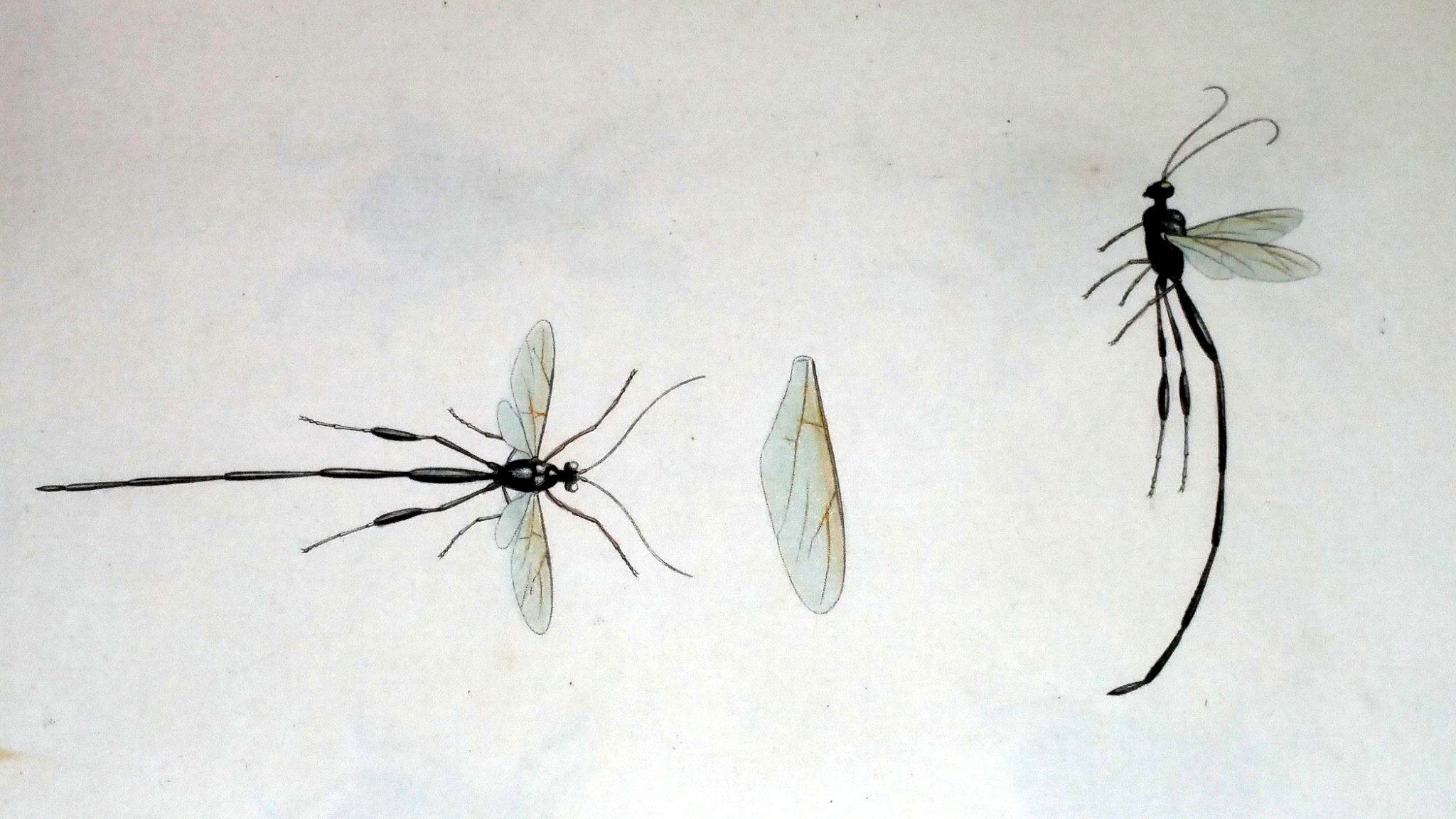Image for The Complete Writings of Thomas Say on the Entomology of North America (Two Volumes)