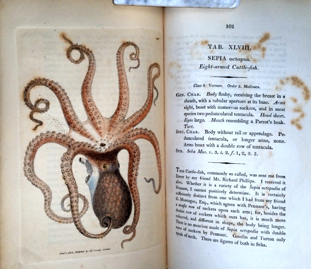 Image for The British Miscellany: Or Coloured Figures of New, Rare, or Little Known Animal Subjects; Many Not Before Ascertained to be Inhabitants of the British Isles; and Chiefly in the Possession of the Author (Numbers 1-12, with Preface, bound as Single Vol.)