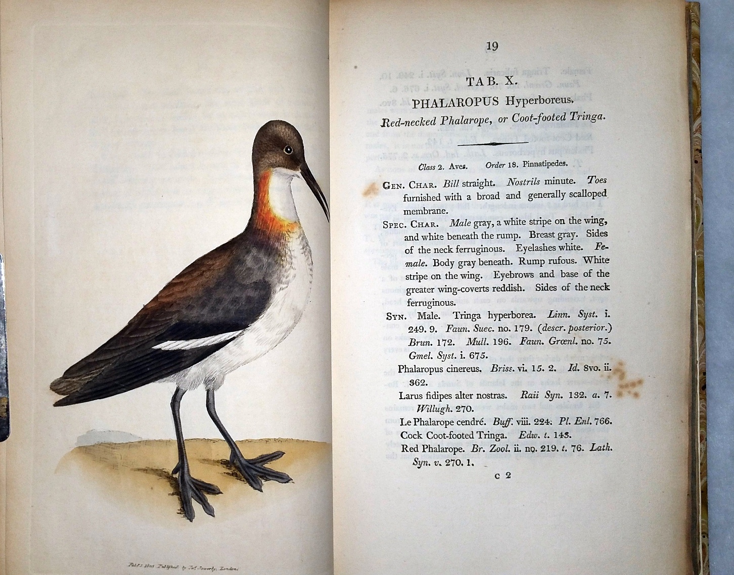The British Miscellany: Or Coloured Figures of New, Rare, or Little Known Animal Subjects; Many Not Before Ascertained to be Inhabitants of the British Isles; and Chiefly in the Possession of the Author (Numbers 1-12, with Preface, bound as Single Vol.)