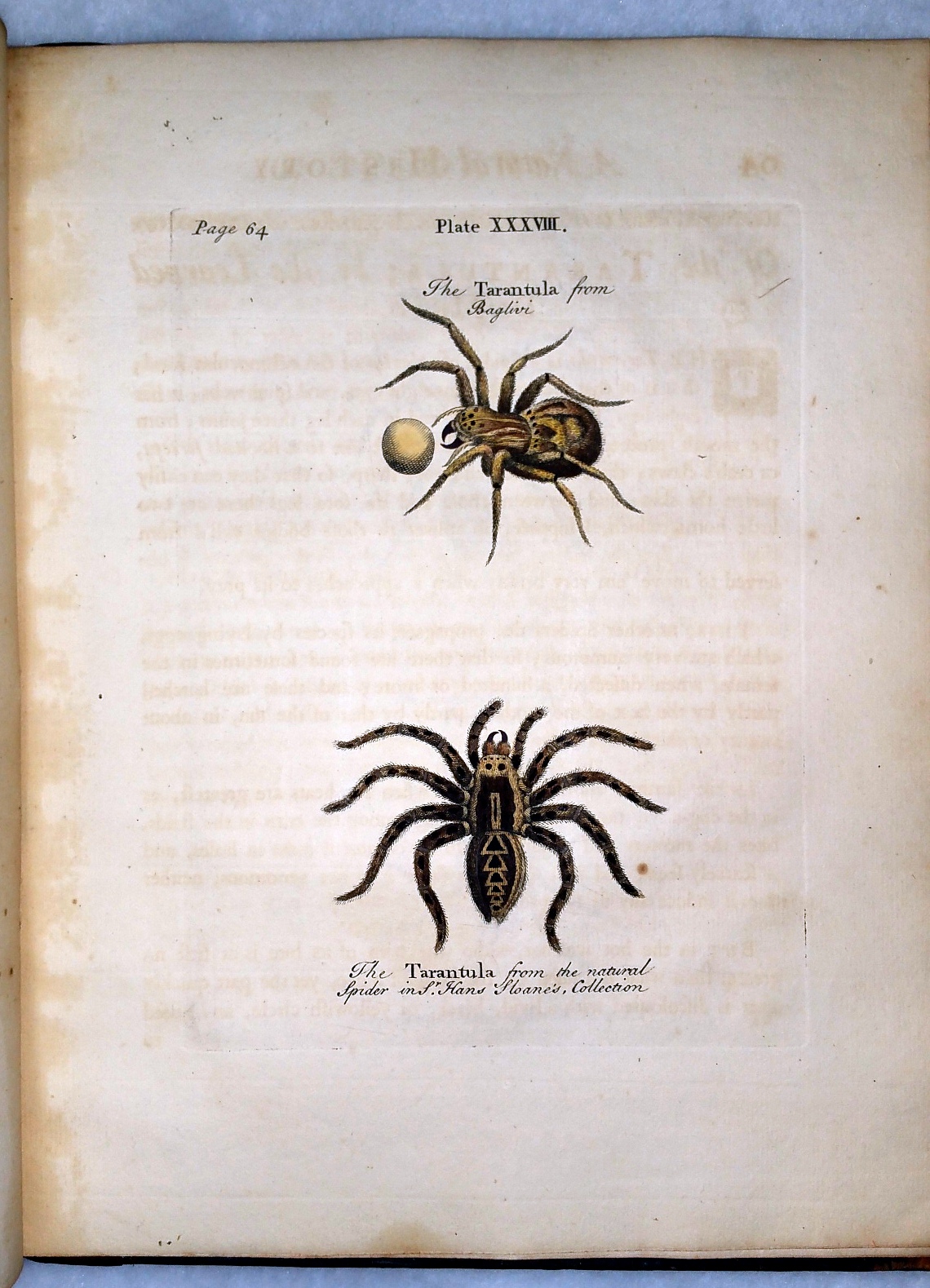Image for A Natural History of Spiders, and Other Insects