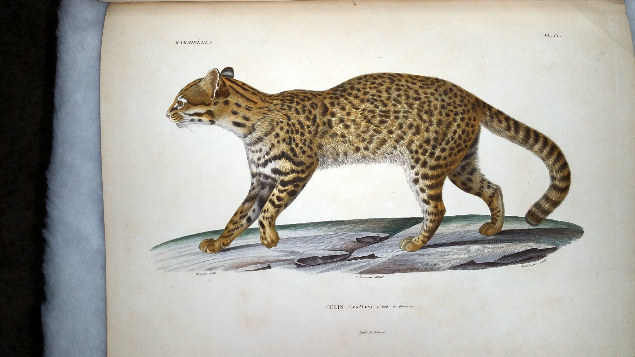 Image for Voyage Dans L'Amerique Meridionale (Le Bresil, La Republique Orientale De L'Uruguay, La Republicque Argentine, La Patagonie, La Republique Du Chili, La Republique De Bolivia, La Republique Du Perou)... Tome Quatrieme. 2nd Partie: MAMMIFERES