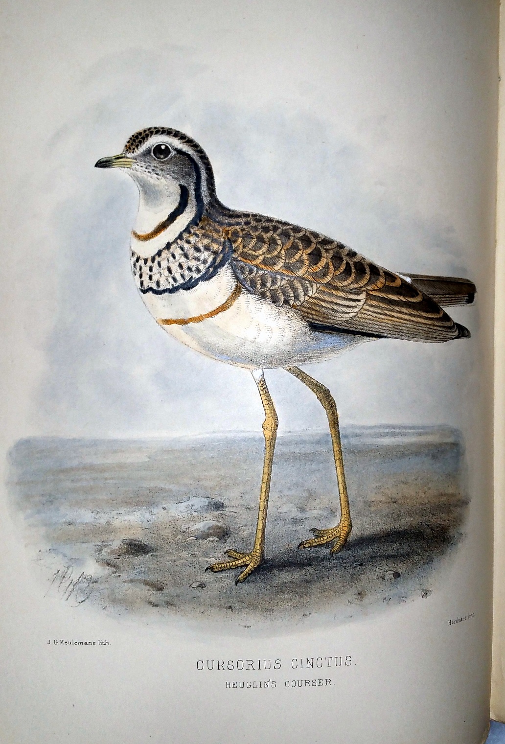 The Geographical Distribution of the Family Charadriidae, or the Plovers, Sandpipers, Snipes, and Their Allies