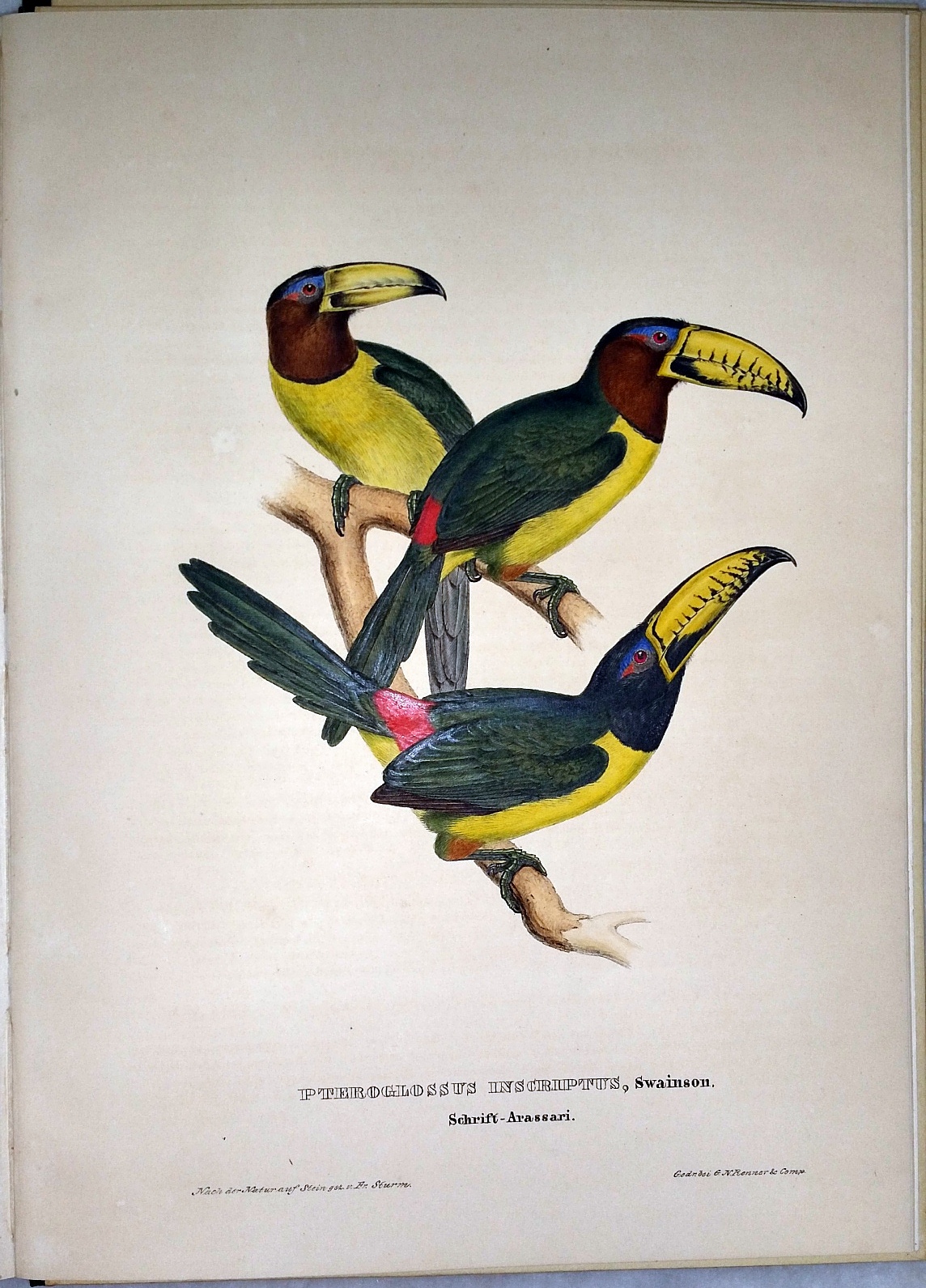 J. Gould's Monographie Der Ramphastiden Oder Tukanartigen Voegel (Four Parts, Plus Prospectus)