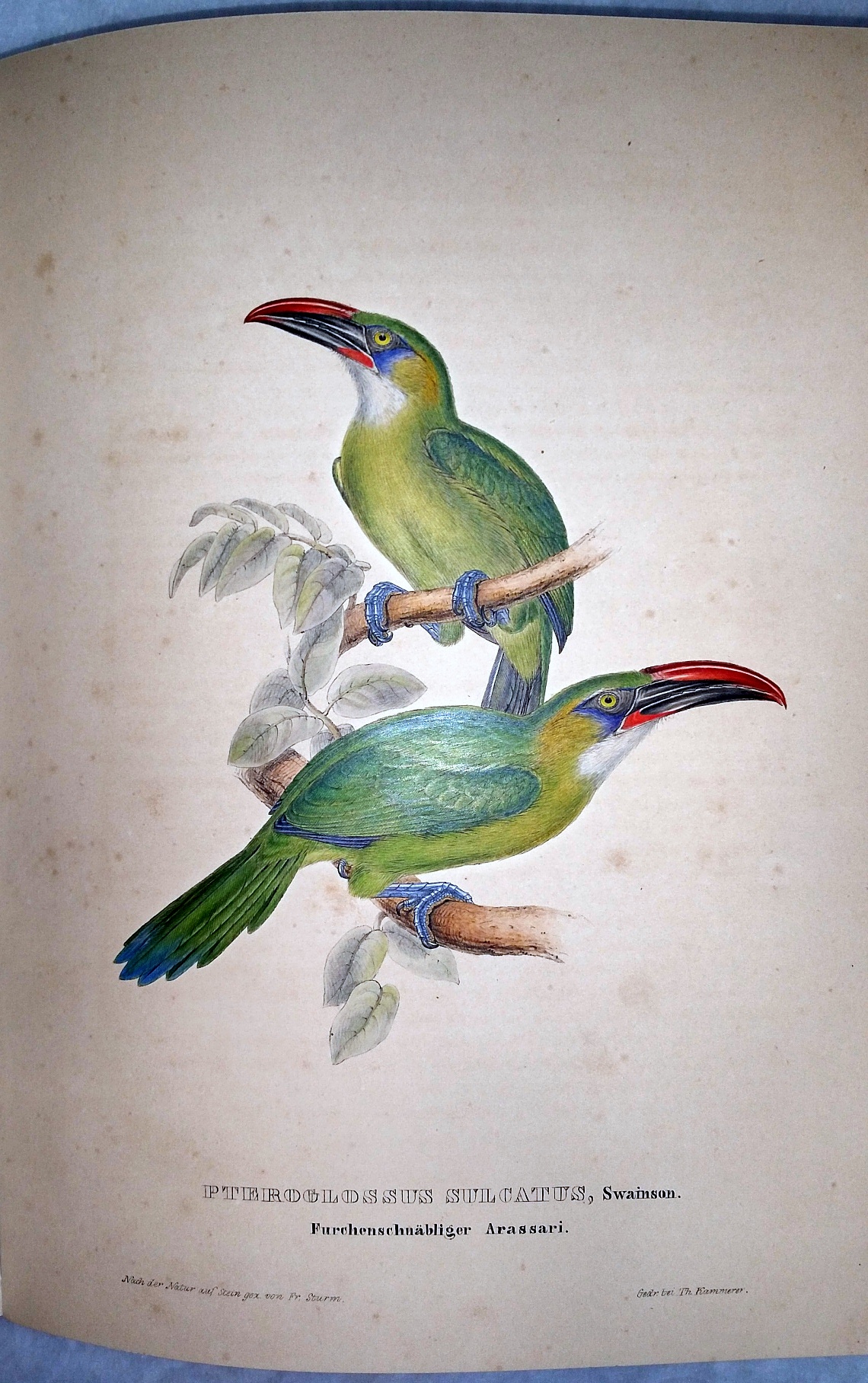 Image for J. Gould's Monographie Der Ramphastiden Oder Tukanartigen Voegel (Four Parts, Plus Prospectus)
