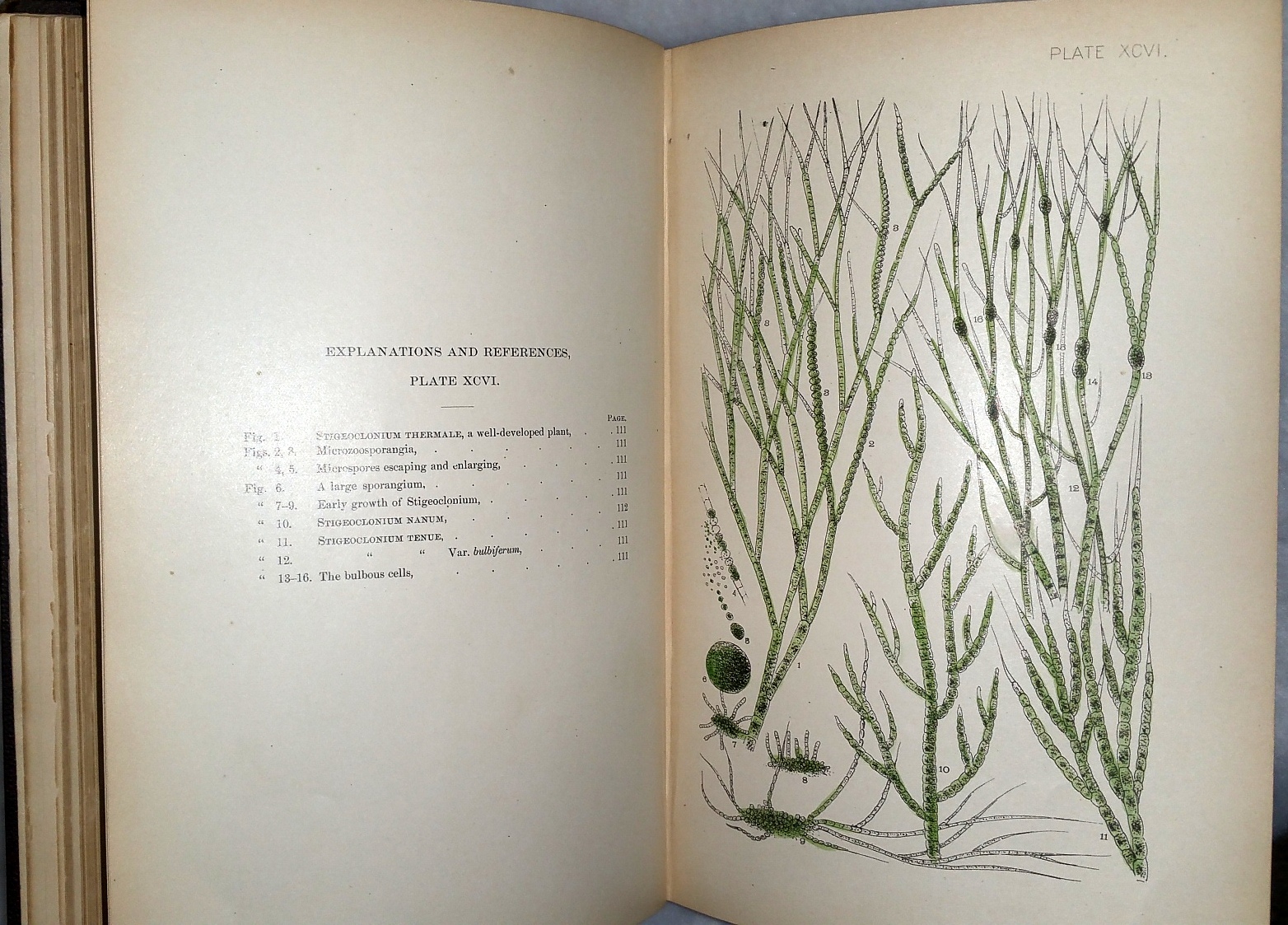 Image for Fresh-water Algae of the United States; (exclusive of the Diatomaceae) Complemental to Desmids of the United States.  Plates (Plates Volume ONLY)