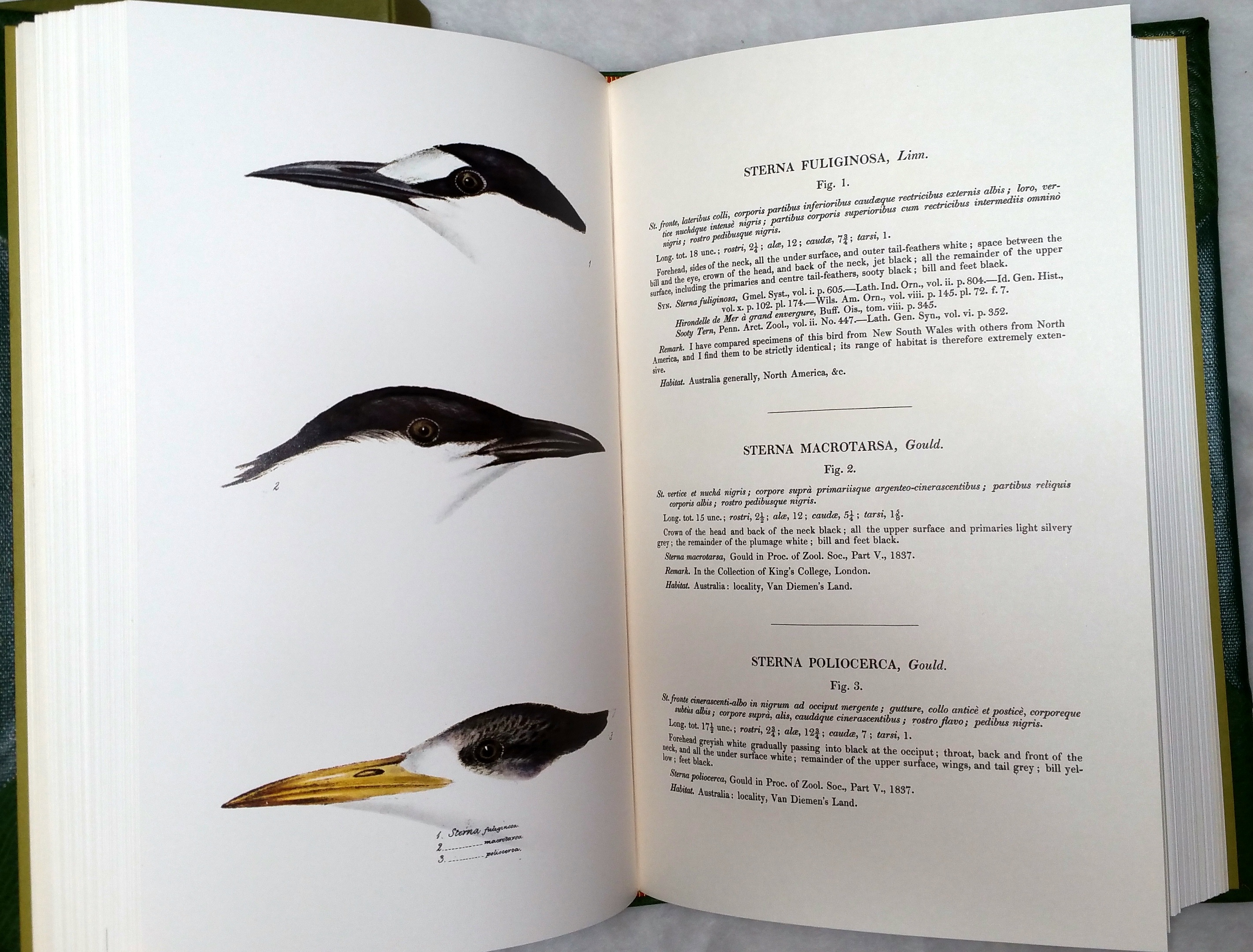 Image for A Synopsis of the Birds of Australia and the Adjacent Islands