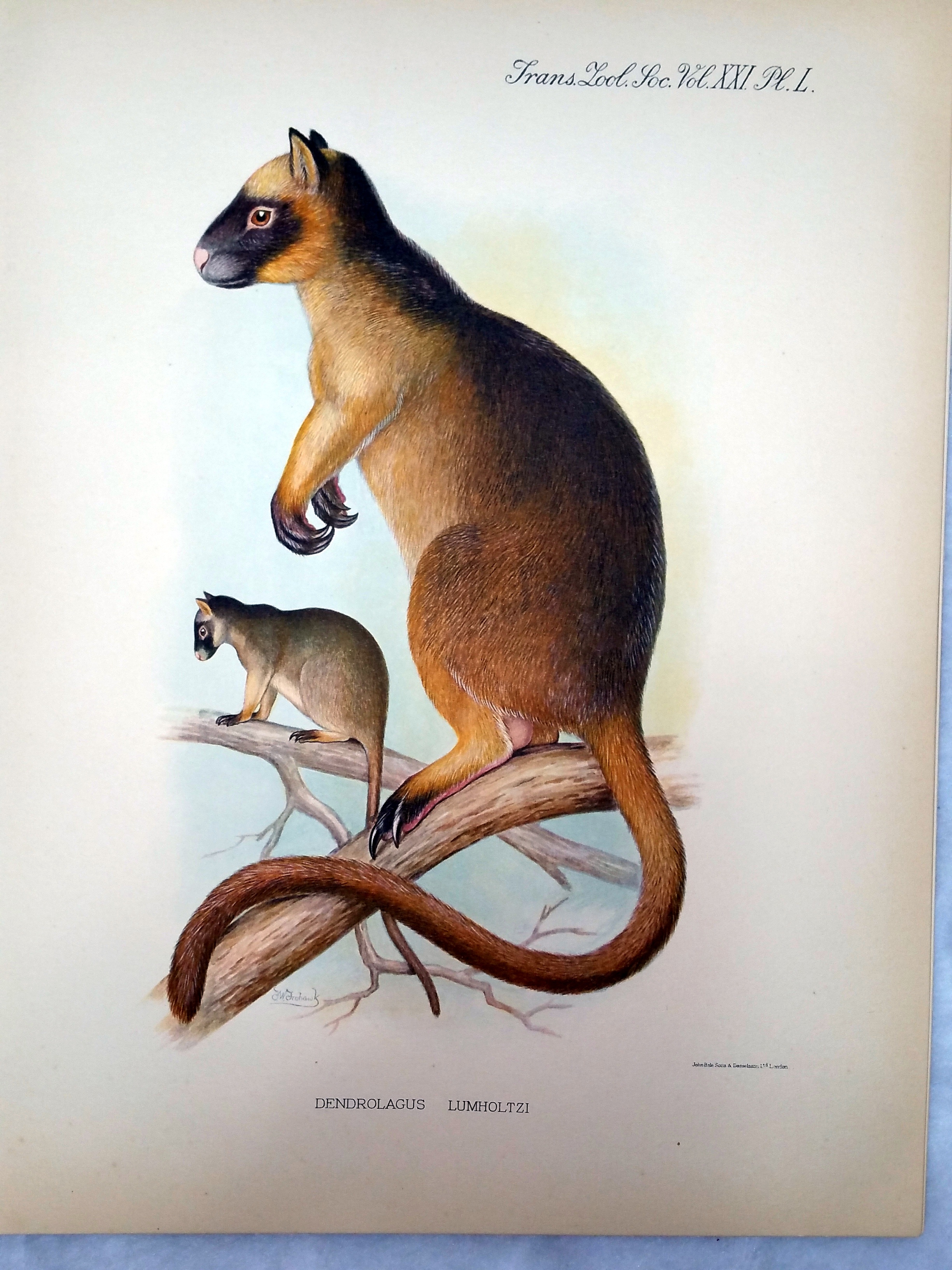 Image for The Genus Dendrolagus [Reprinted from the Transactions of the Zoological Society of London, Part 6, 1936]