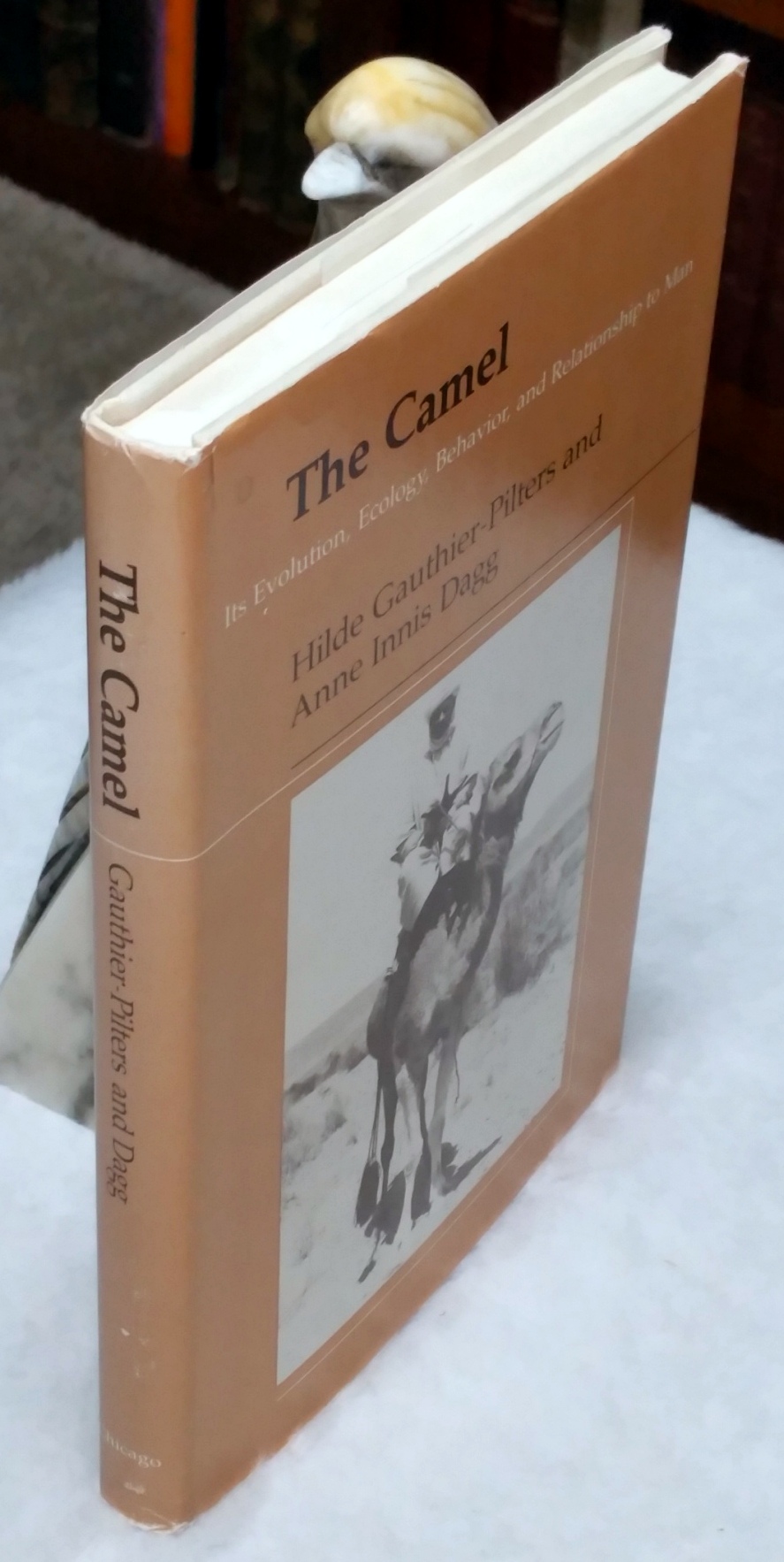 Image for The Camel: Its Evolution, Ecology, Behavior, and Relationship to Man