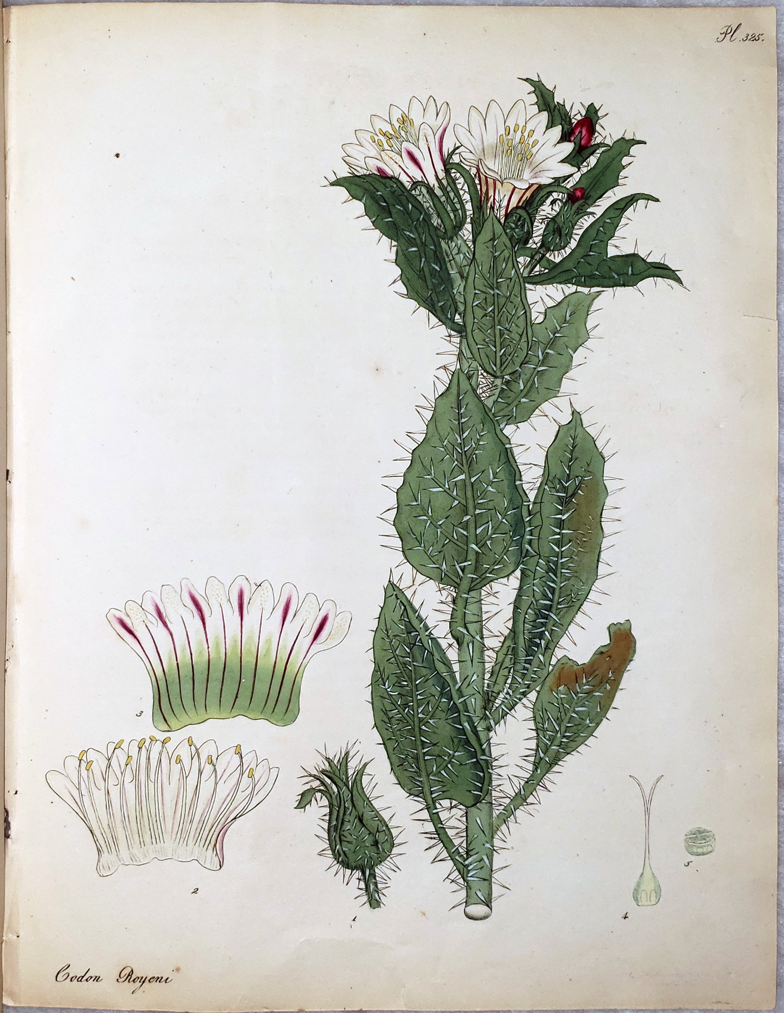 Plate CCCXXV, Codon Royeni, Prickly Codon. Class XL. Order I.
