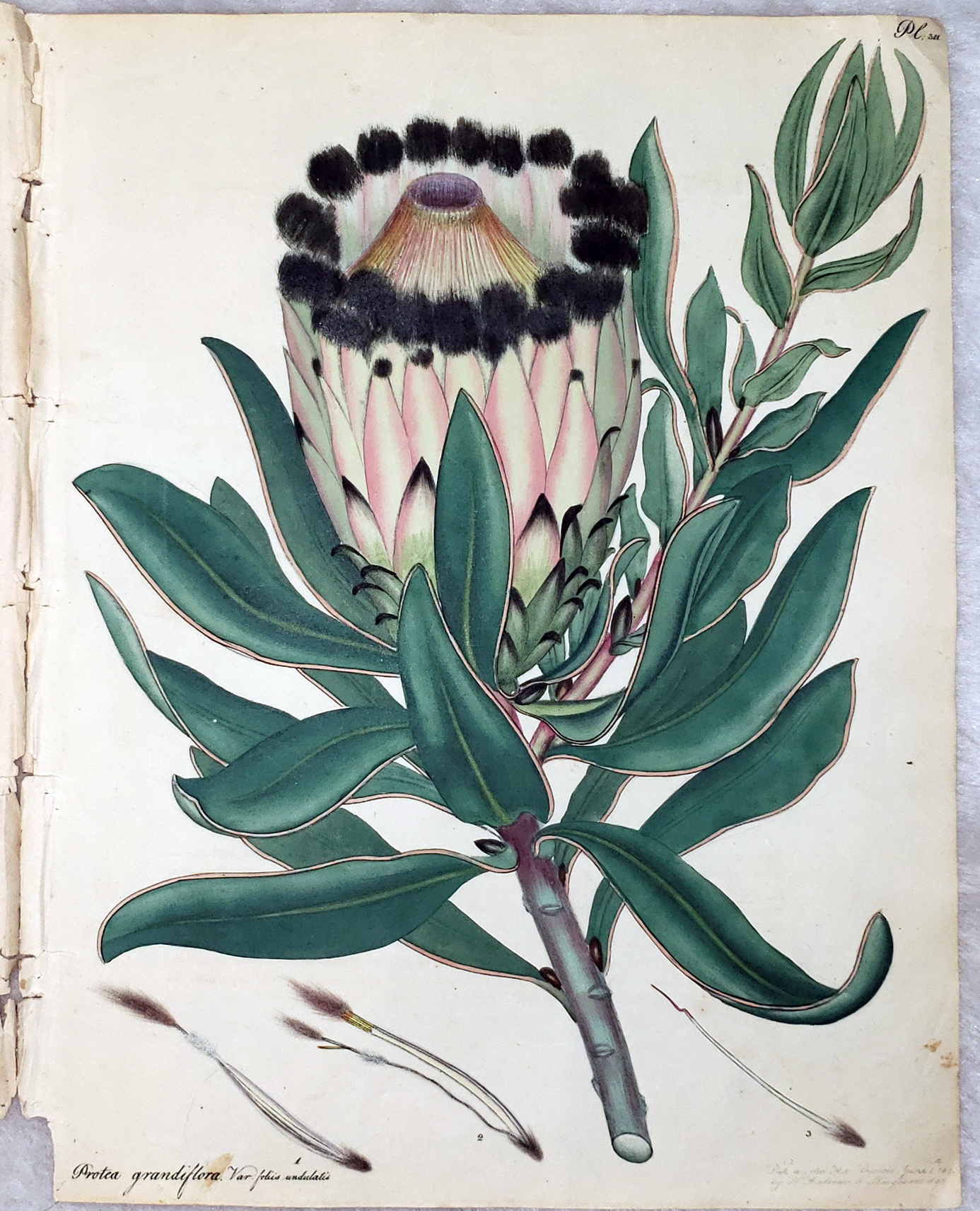 Plate CCCI. Protea Grandiflora, Var. Foliis Undulatis. Large-fowered Protea, Waved-Leaved Var. Class IV. Order I